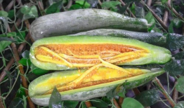 网红吃瓜爆料红网,揭秘红网背后惊人内幕